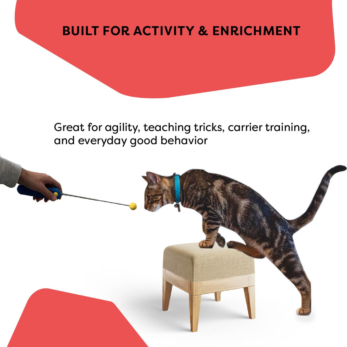 Cat School's Cat Clicker Training Tools