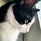 <p><a href="https://www.amazon.com/gp/customer-reviews/R3P0G9V241SJYY" target="_blank" title="https://www.amazon.com/gp/customer-reviews/R3P0G9V241SJYY">Tabby and Tuxedo Cat</a></p>