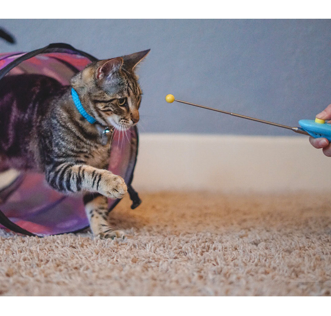 Cat School&#39;s Cat Clicker Training Tools