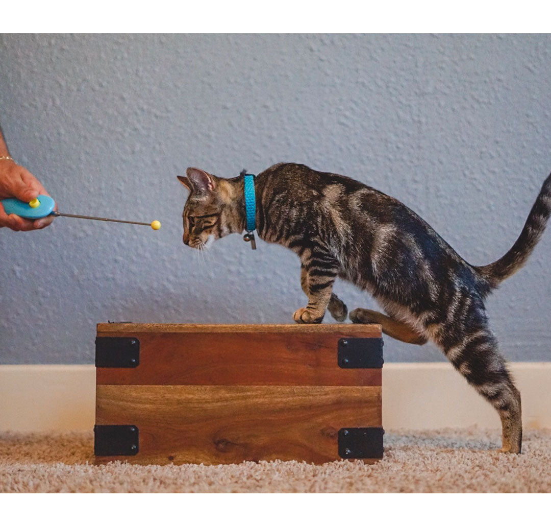 Cat School&#39;s Cat Clicker Training Tools